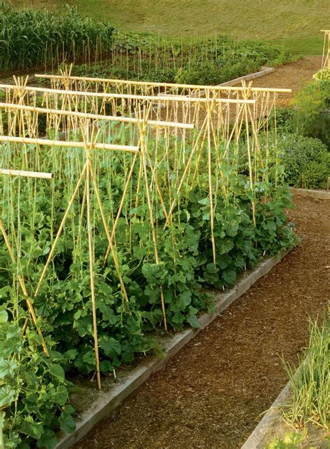 25 Bamboo Trellis Canes 3 Sizes For Peas And