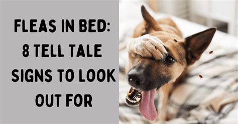 Fleas In Bed 8 Tell Tale Signs To Look Out For