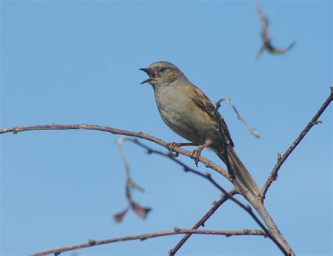 Singing Bird Pentax User Photo Gallery