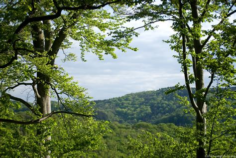 Free Photo Indian Forest Landscape Forest India