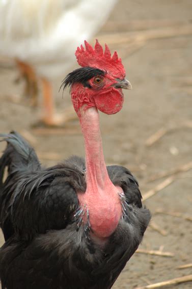 Breed Savers Naked Necks Chickens That Look Like Turkeys