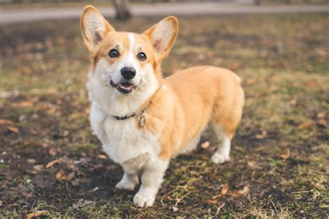 Learn About Rescuing Pembroke Welsh Corgis Rescue Pledge