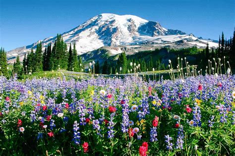 Views Wildflowers In Mount Rainier National Park Washington State