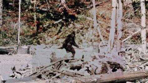 Patterson Bigfoot Footage Enhanced 60fps Youtube