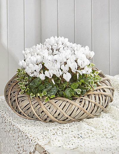 Christmas cacti burst into spectacular floral displays from november to january. Cyclamen Wreath Basket Flowers | Plants for hanging ...