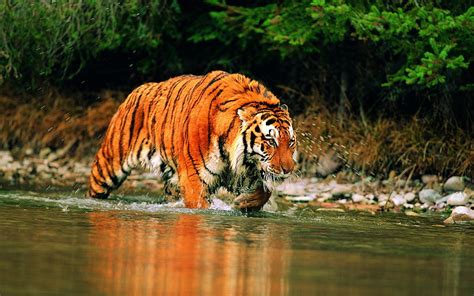 Animals Tiger River Wallpapers Hd Desktop And Mobile Backgrounds