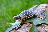 Ornate Box Turtle for sale baby box turtles for sale hatchlings online