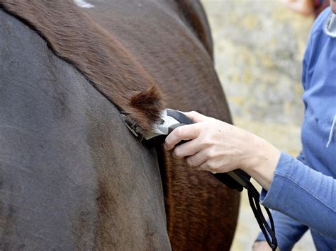 11 Clipping Tips For The Perfect Finish To Your Horses Winter Coat