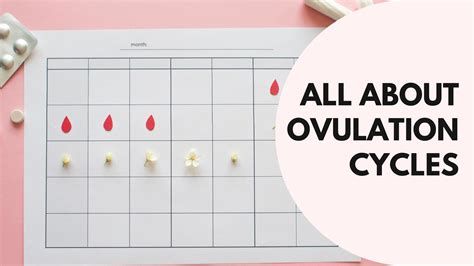 all about ovulation cycles pregamate