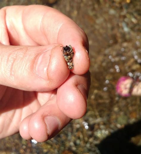 Bug Identification Tiny Crabbug In Pacific Nw Makes Shell Out Of