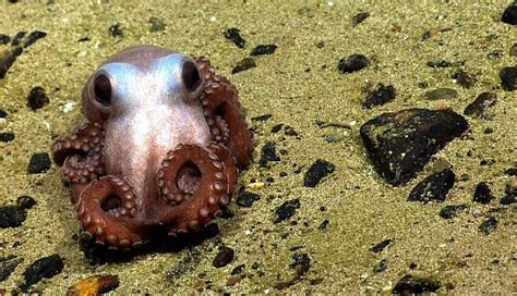 Octopuses You Cant Even Believe Are Real Cute Octopus Octopus