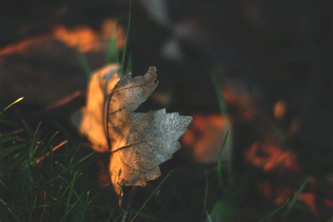 Wallpaper Sunlight Leaves Depth Of Field Nature Reflection Grass