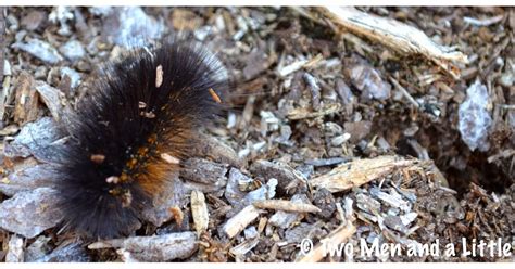 Two Men And A Little Farm Black Wooly Bear Caterpillar