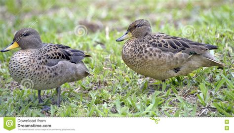 Yellow Billed Teal Sunning On The Lawn Stock Image Image Of Marreca