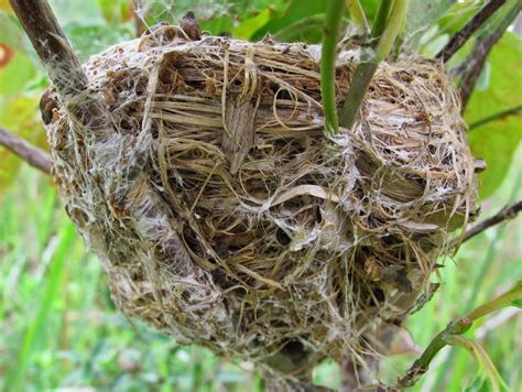 Blue Jay Barrens Goldfinch Nest
