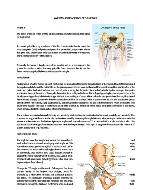 Anatomy And Physiology Of The Hip Bone Hip Joints Free 30 Day
