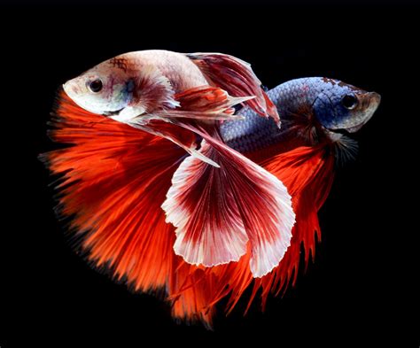Betta Siamese Fighting Fish Colorful Tropical Wallpaper 2060x1709