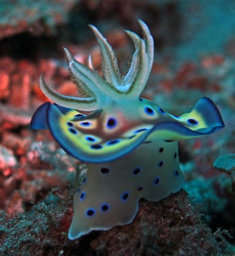 Chromodoris Kuniei Seaslugs Beautiful Sea Creatures Underwater