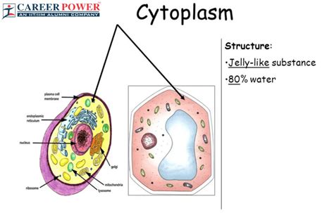 Cytoplasm Definition Diagram Functions And Components