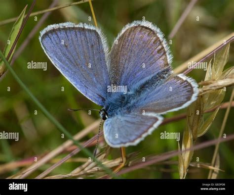Silver Studded Blue Butterfly Prees Heath Whitchurch Shropshire