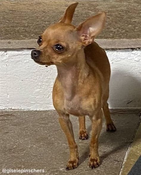 Guia Do Pinscher Tamanhos Cuidados E Tudo Sobre