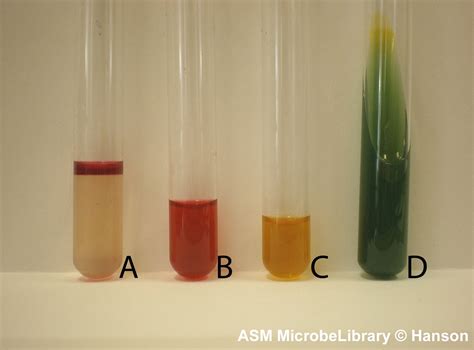Lab Series 15 Biochemical Tests For Identification Of Bacterial Isolates