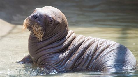 Baby Walrus Born At Seaworld Orlando