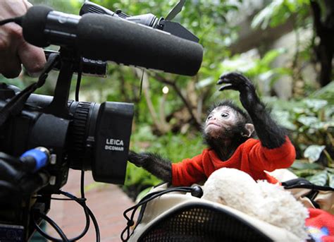 Look Whos Hangin Around Spider Monkey Babies Baby Animal Zoo