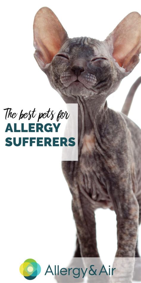 Best Pets For Allergy Sufferers