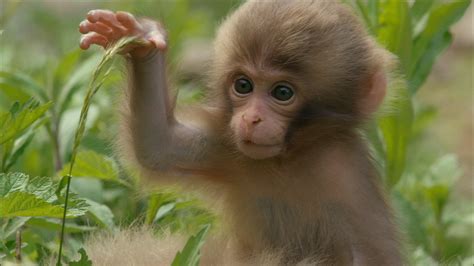Carta Da Parati Scimmia Carino Macaco Primate Macaco Di Rhesus Natura Cappuccino Fronteggiato