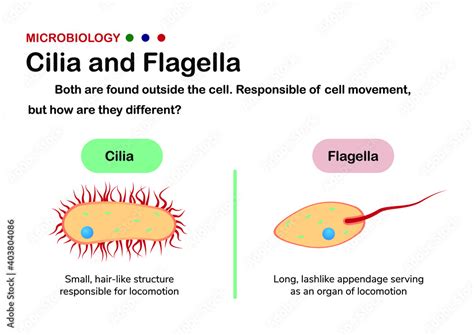 Biology Diagram Present Different Of Cilia And Flagella In Eukaryote