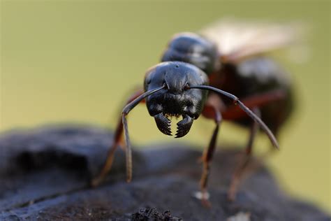 Die länge der arbeiterinnen variiert stark und beträgt 6 bis 14 millimeter. Roßameise (Forum für Naturfotografen)