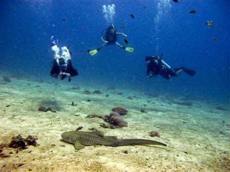 Koh Lanta Scuba Diving Everything You Need To Know Its Better In
