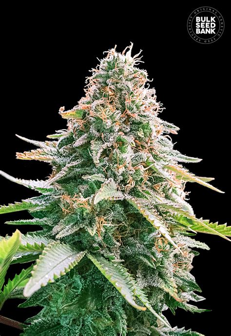Triangle auto feminized seeds (mephisto genetics) starting at: Gelato Samba Fem Autoflower - 1 Seed - Biltong and Budz