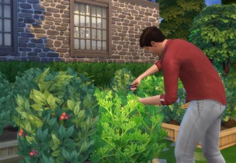 Le Jardinage Où Trouver Toutes Les Plantes Dans Les Sims 4 Daily Sims