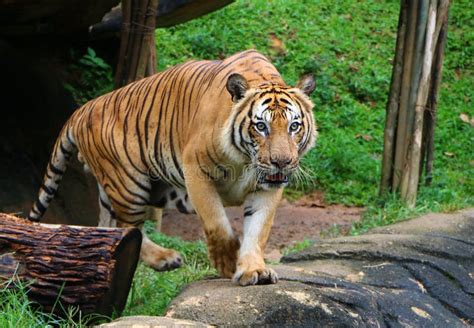 The Tiger Panthera Tigris Is The Largest Cat Species Stock Image