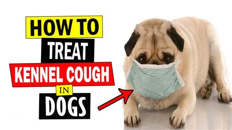 How To Treat Kennel Cough In Dogs Home Remedies For Kennel Cough