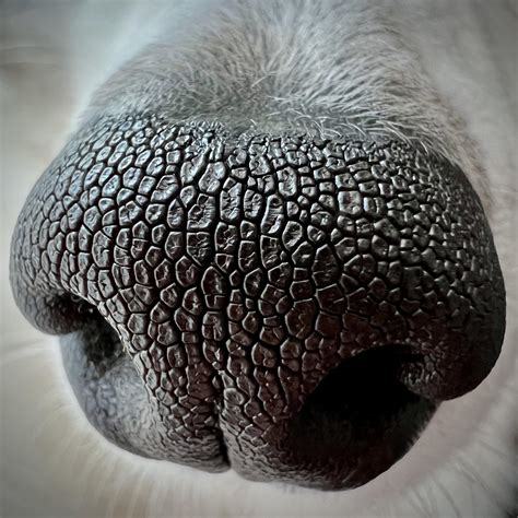 Interesting Photo Of The Day Patterns On A Pups Nose