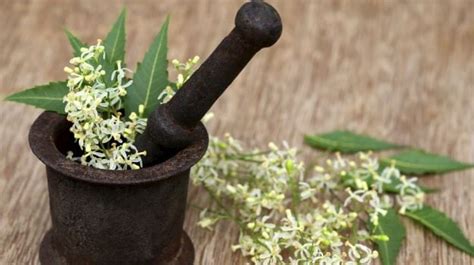 7 Best Medicinal Plants And Their Uses