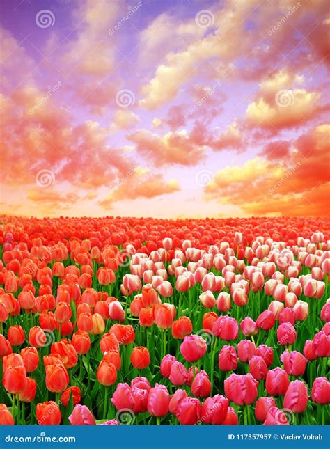 Beautiful Colorful Tulip Fields At Sunset Stock Image Image Of