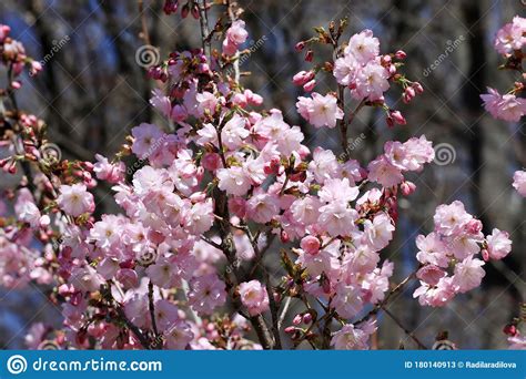 Japanse Kersenbloesem Bloeiende Sakura Boom Stock Afbeelding Image