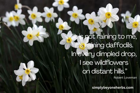 200 Inspiring Daffodil Quotes And Captions For Instagram