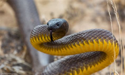 Top10 Most Deadliest Snakes In The World What You Need To Know