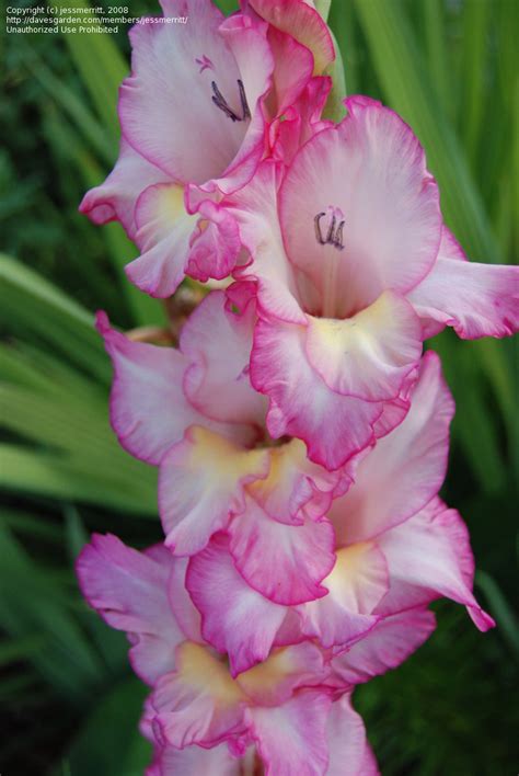 Finally, as far as where to plant your glads, if you have a fence or a building that includes the prior better practices for where to plant. PlantFiles Pictures: Gladiolus, Gladiola 'Priscilla ...