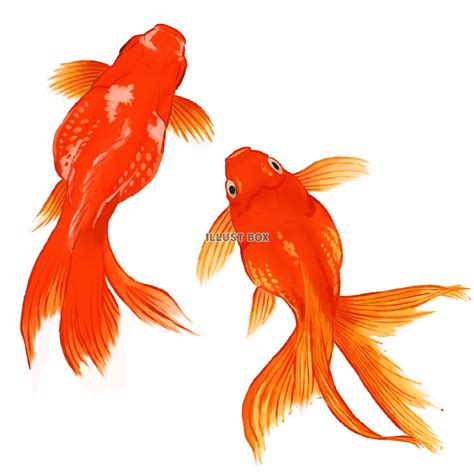 選択した画像 金魚 イラスト 画像 ガタヨメ