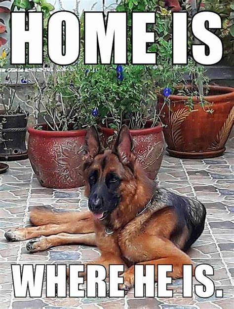 50 Funniest German Shepherd Memes