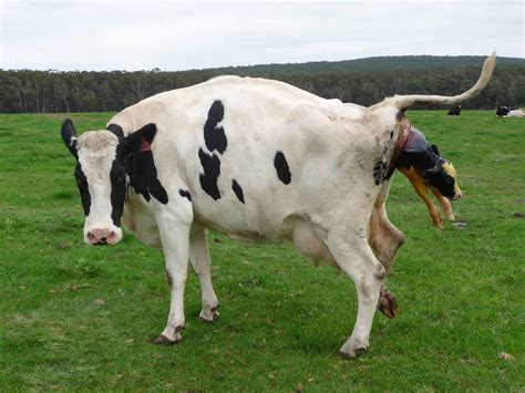 half calf cow is so nonchalant cow cattle dairy breeds