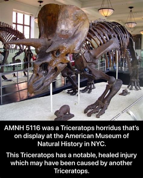 Amnh 5116 Was A Triceratops Horridus Thats On Display At The American Museum Of Natural History