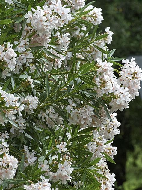 Tropical White Oleander Plant Nerium Oleander Urban Perennials