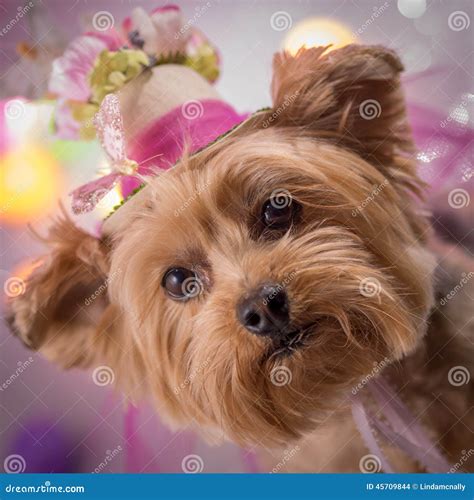 Yorkie Dog Wearing Flowered Top Hat Stock Photo Image Of Easter